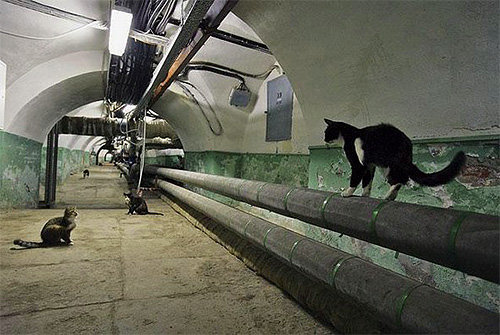 Pour détruire les puces dans les sous-sols, d'où elles peuvent entrer dans la maison, il est préférable d'utiliser les services de SES