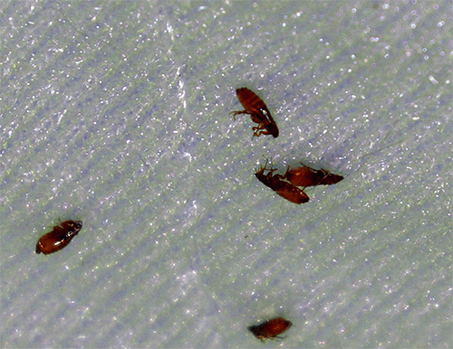 Si vous allez faire face à des puces, vous devez tenir compte du fait que vous devrez traiter littéralement chaque centimètre de la pièce