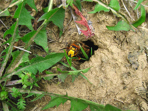 Les frelons peuvent placer leur nid loin du rucher et y voler périodiquement.
