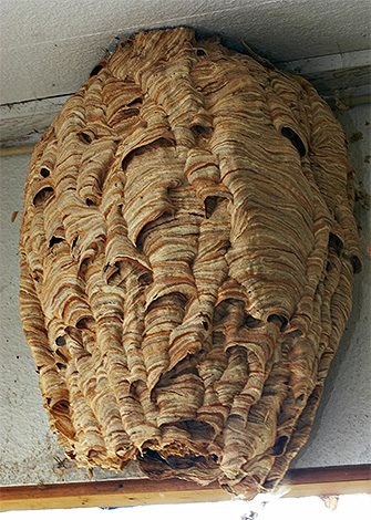 S'il y a beaucoup de frelons dans le pays, il faudra chercher leur nid