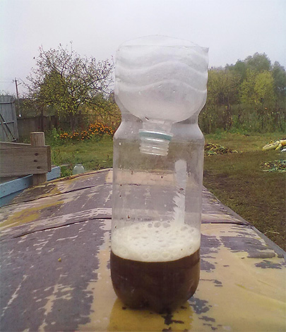 Un exemple de piège à frelons et guêpes à partir d'une bouteille en plastique