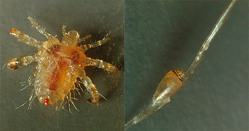 Le traitement des poux du pubis a ses propres spécificités, puis nous examinerons les principaux médicaments utilisés aujourd'hui pour lutter contre ces parasites.