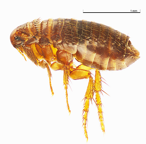 Lorsque vous êtes piqué par des puces et d'autres suceurs de sang, vous devez d'abord lubrifier la peau affectée avec un antiseptique.