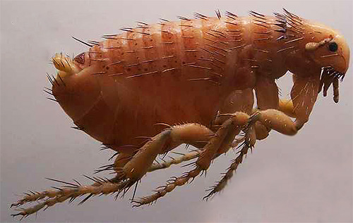 Si de petits insectes capables de sauter sont apparus dans l'appartement, cela signifie que vous devez immédiatement combattre ces parasites suceurs de sang, dont nous parlerons plus tard.