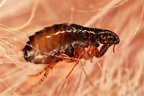 Les préparations pour le traitement des puces des animaux contiennent des insecticides à une concentration beaucoup plus faible que les moyens de destruction des puces dans l'appartement.