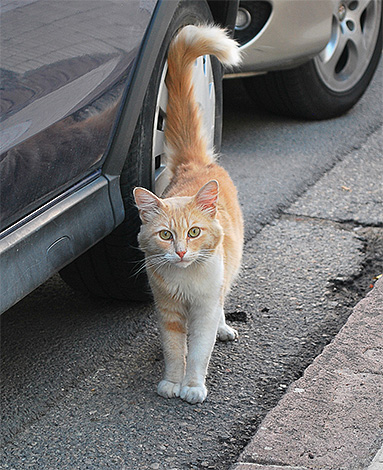 Ces petits insectes peuvent facilement sauter sur un animal s'il n'est pas protégé, par exemple, avec un collier anti-puces.