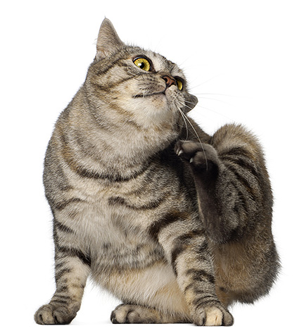 Habituellement, les animaux domestiques apportent des puces dans l'appartement depuis la rue.