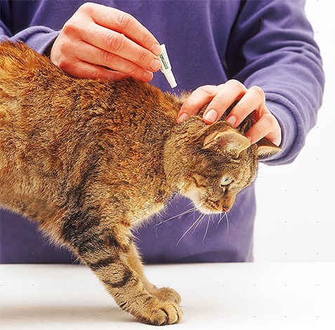 Les gouttes d'insecticide sont capables de protéger un animal de compagnie des petits suceurs de sang pendant une longue période, et même des insectes nouvellement sauteurs.