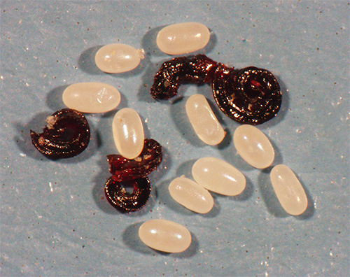 Les œufs de puces dans des conditions chaudes et humides se transforment rapidement en larves, puis en adultes.