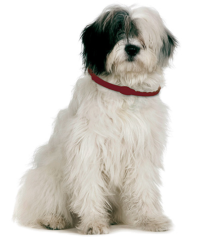 Comme mesure préventive pour sauter des puces sur un animal de compagnie dans la rue, un collier insecticide peut servir.