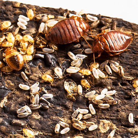 La photo montre des insectes adultes, leurs larves et leurs œufs.