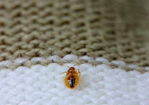 Par conséquent, il est peu probable que les ultrasons vous sauvent la nuit lorsque les insectes sortent de leurs cachettes.