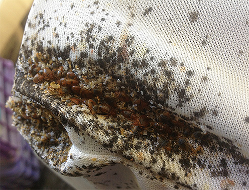 Lors du traitement de grandes surfaces, il est également utile de prendre en compte le prix du médicament.