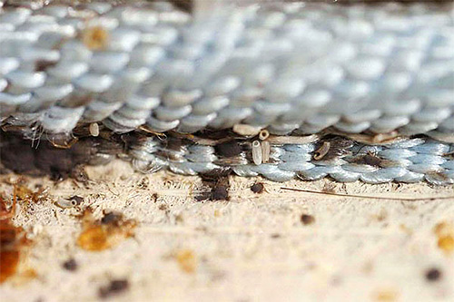 Il convient de garder à l'esprit que tous les agents insecticides n'affectent pas les œufs de punaises de lit.