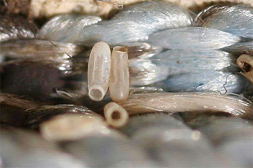 La photo montre des œufs de punaises de lit sur un matelas