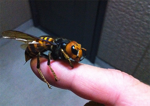 Pourtant, si le frelon n'est pas provoqué, il ne montre pas d'agressivité pure et simple envers une personne.