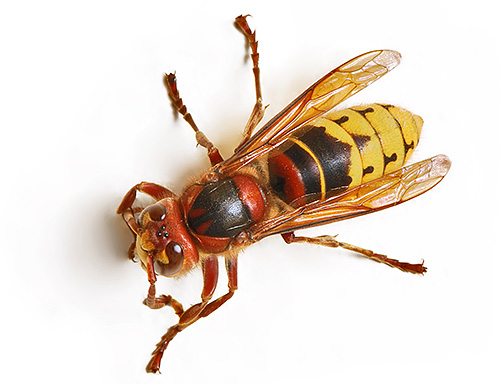 Hornet ordinaire (européen)