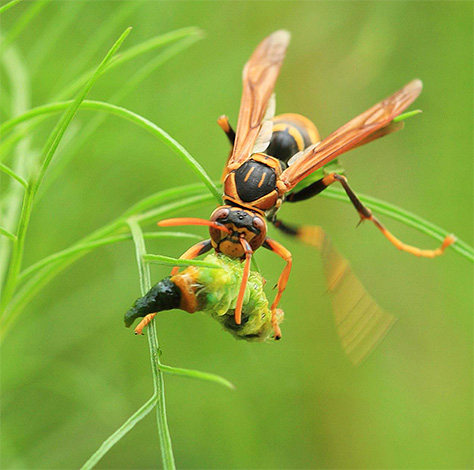 Le frelon transporte de petits insectes jusqu'à son nid pour nourrir les larves.