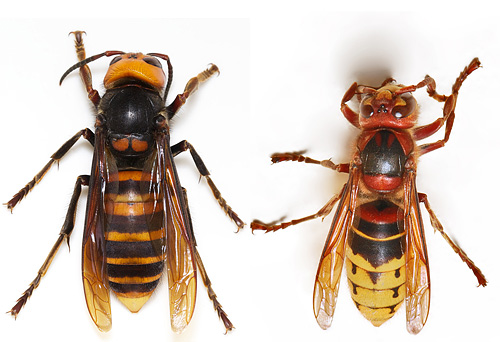 Les frelons sont des insectes très intéressants, et nous parlerons des caractéristiques de leur vie et des dangers pour l'homme...