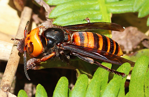 Les couleurs orange et noire du frelon asiatique géant avertissent de son danger pour les autres.