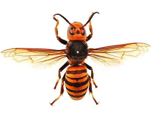 Énorme frelon asiatique