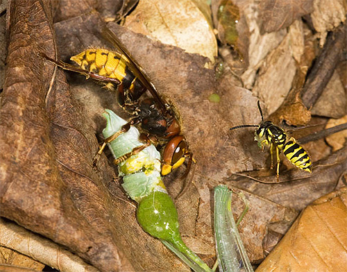 Dans la nature, les frelons remplissent leur fonction utile en détruisant les petits insectes.