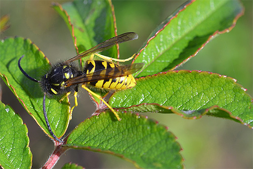 Et ça ressemble à une guêpe de papier ordinaire