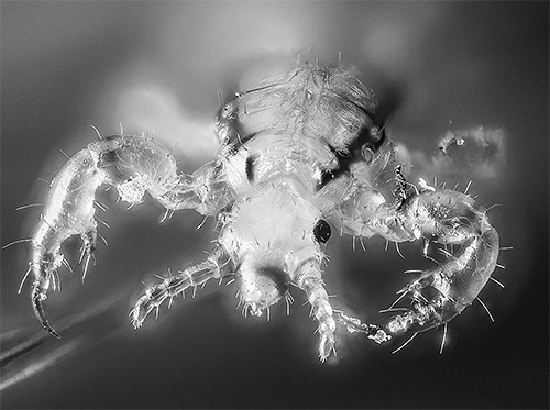 Voici à quoi ressemble un pou de tête au microscope optique