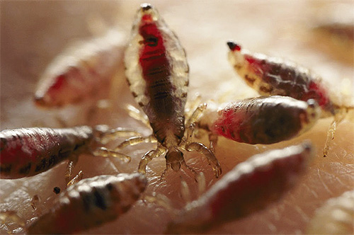 Le sang est clairement visible à travers le corps translucide des poux