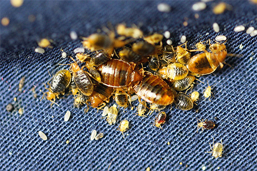 Lors du traitement direct du nid de punaises de lit avec du brouillard chaud, les parasites mourront presque immédiatement