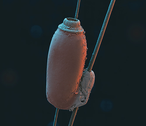 Les œufs de poux de chat (lentes) sont fermement collés aux poils de laine avec un secret spécial qui durcit à l'air.