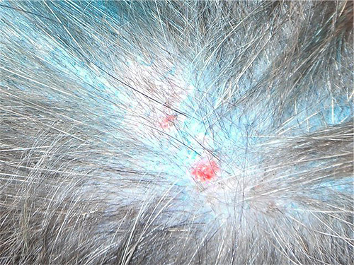 Les égratignures sur la peau d'un animal, les blessures et les plaies peuvent également indiquer la présence de parasites.