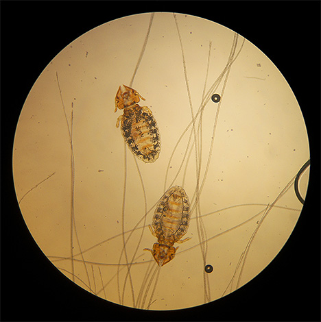 Ayant rencontré un tel insecte dans la fourrure du chat, de nombreux propriétaires ne peuvent pas comprendre s'il s'agit de poux.