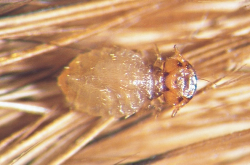 Les poux de chat sont très différents des poux humains
