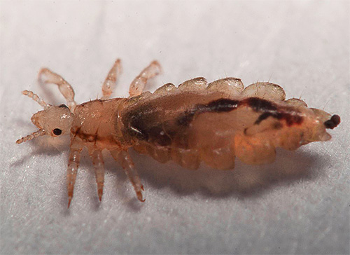 Le pou humain (photo) ne parasite pas les chats