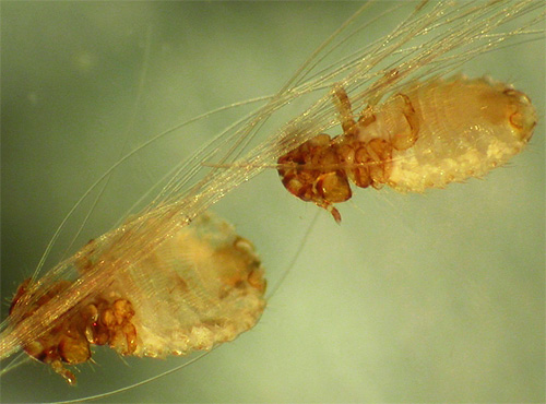 Garrot sur fourrure animale