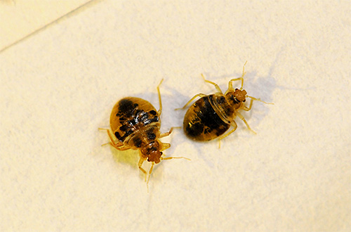 Souvent, pour la destruction complète des punaises de lit, le traitement avec des bombes fumigènes devra être effectué plusieurs fois.