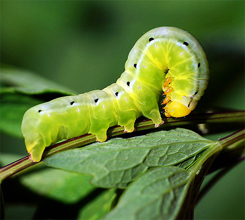 Le bromure de didécyldiméthylammonium affecte efficacement une grande variété de parasites du jardin