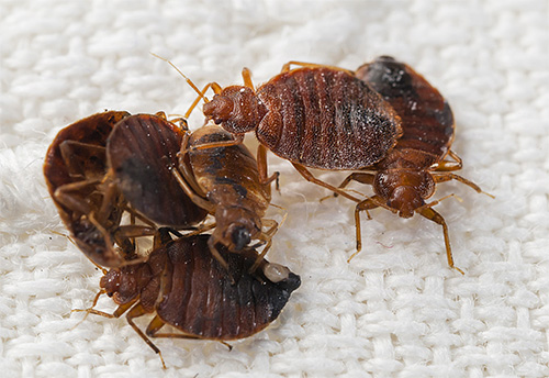 Le haut pouvoir pénétrant de la fumée assure la destruction des punaises de lit même dans les endroits difficiles d'accès, par exemple à l'intérieur d'un canapé, sous les plinthes, etc.