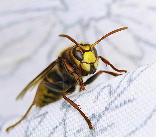 Beaucoup pensent que l'apparition de l'image d'un frelon dans un rêve laisse présager quelque chose de désagréable ou une sorte de danger, mais que disent les livres de rêves à ce sujet? ..