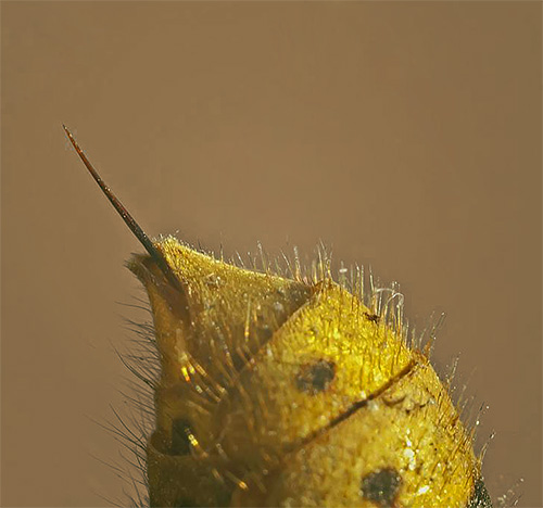 Si vous êtes confronté à une attaque de frelons dans votre vie, il n'est pas du tout surprenant que dans vos rêves, cet insecte soit également un symbole de menace.