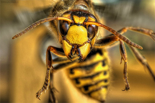 Inconsciemment, nous considérons les frelons comme des insectes dangereux, et cela se reflète dans les rêves.