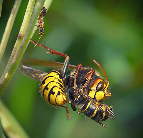 Les frelons disposent d'un arsenal complet d'outils pour infliger de la douleur à d'autres créatures.