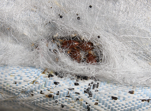 Un tel nid de punaises de lit dans les meubles serait difficile à détecter si vous ne savez pas avec certitude qu'il y a bien des parasites dans la maison.