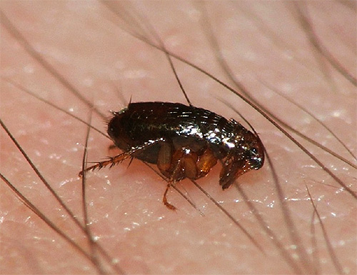 Et voici à quoi ressemble une puce avec une augmentation significative