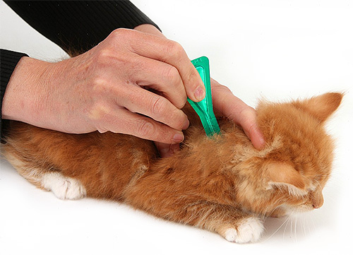 Tout d'abord, les puces doivent être retirées d'un animal de compagnie, puis immédiatement dans l'appartement lui-même