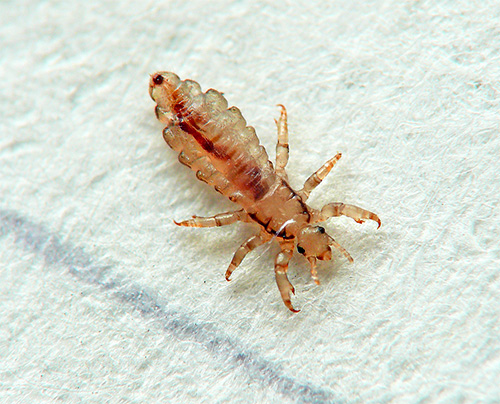 De nos jours, les poux de lin au lit ne peuvent être trouvés que dans des cas exceptionnels.