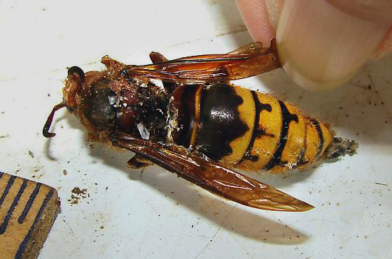 Quand une vieille reine des frelons arrête de pondre, les ouvrières peuvent même la tuer...