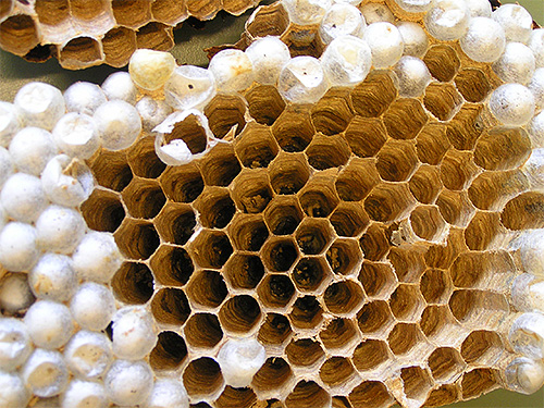 Après avoir pondu un nombre suffisant d'œufs, la reine perd progressivement la capacité de le faire ...