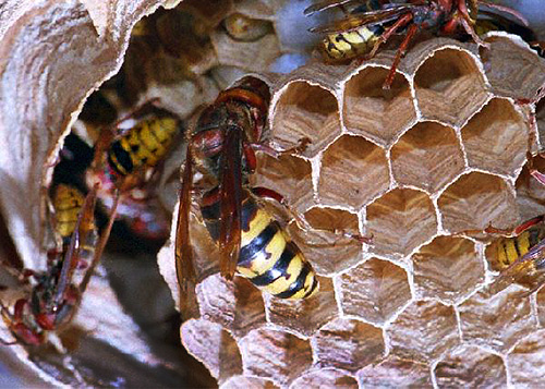 Le grand frelon au centre du nid est l'utérus